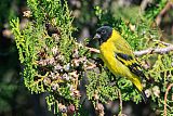 Hooded Siskin